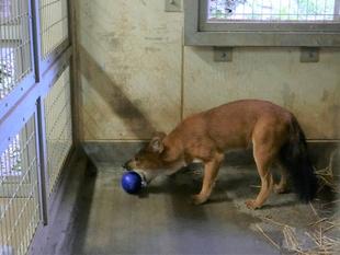 トラからドールへおすそ分け☆*+。