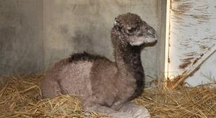 ピノの 1／3生　その①～森きらら編～