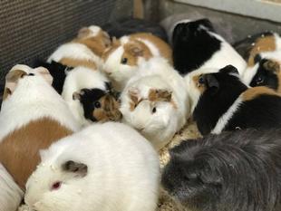 まるっとモルモット