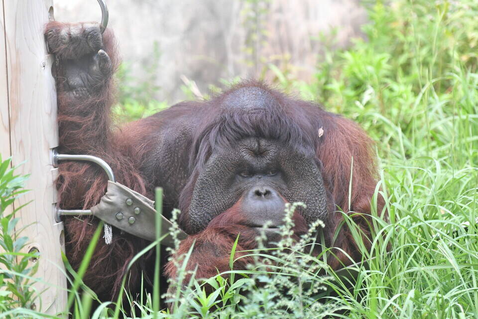 ズーラシアスクール第6回「守ろう!アジアの熱帯林×動物たちの未来」の写真