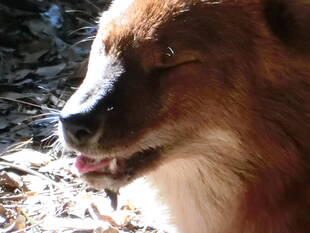 ドールの日向ぼっこ☆*＋。