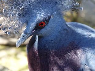 かえってきたオウギバト