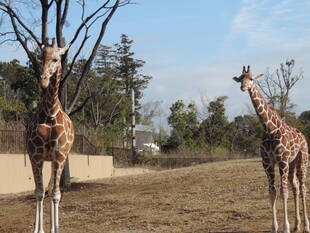展示馴致（休園日）の様子④