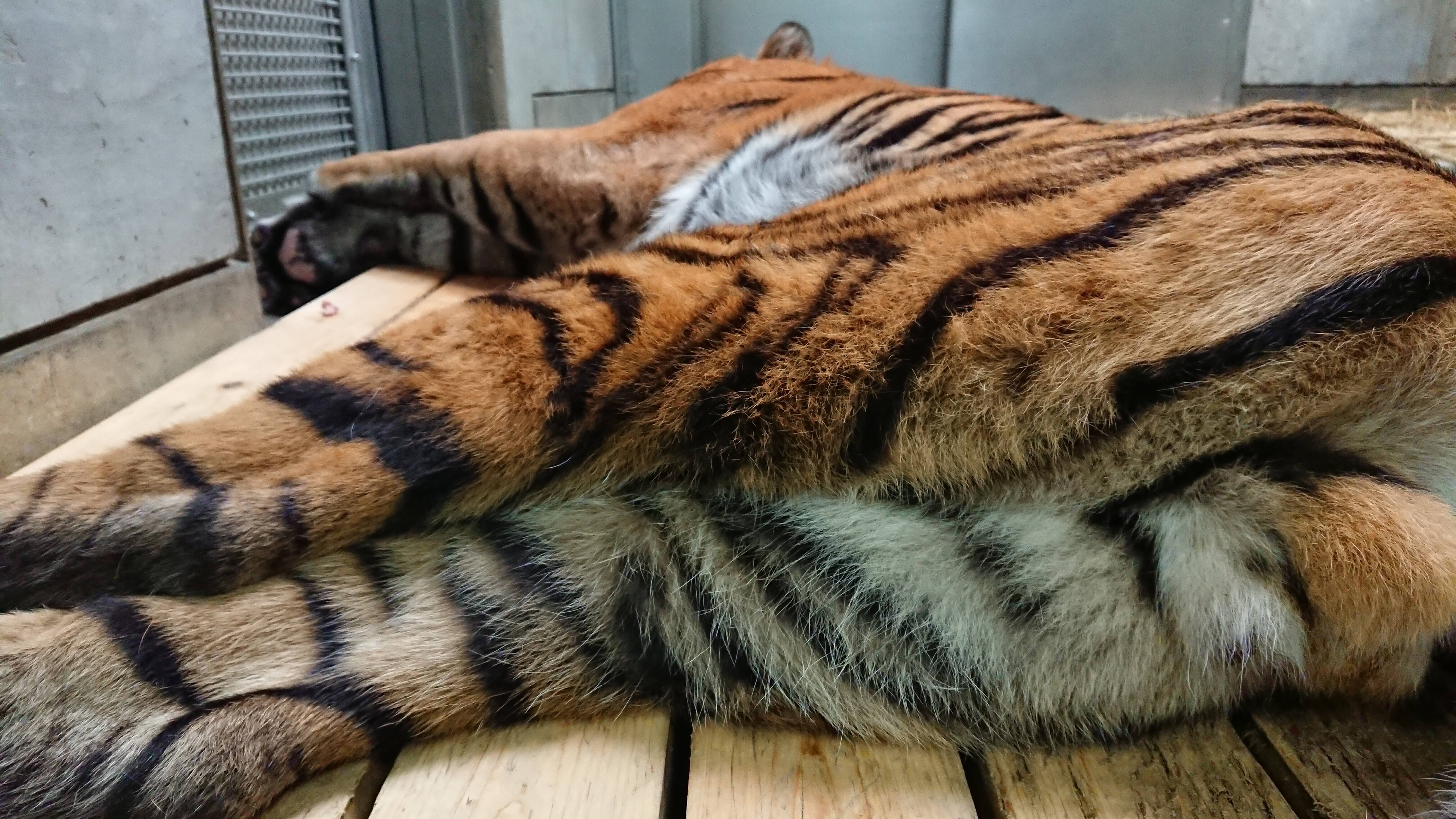 休園期間中も変わらないガンターの写真
