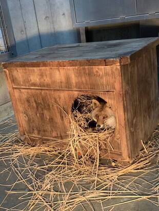 コウシロウの日常