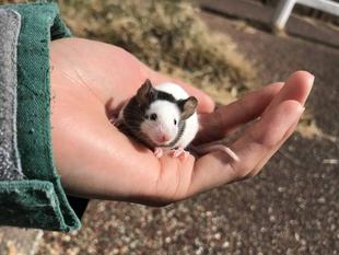 かわいくって気になる。