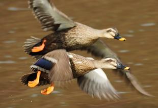 バードウォッチング初心者、すっかりハマる【その１４】