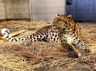 ３コマダッシュ