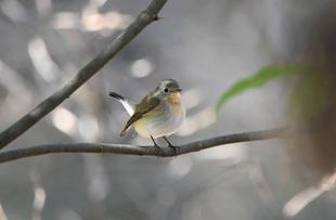 バードウォッチング初心者、すっかりハマる【その5】