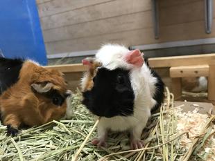 もぐもぐ、モット！！！