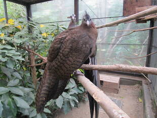 恋の季節がやってきた！