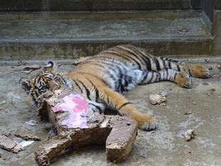 子トラの成長記録・・・その51