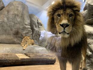 ソラとフラビアの展示場馴致～続編～