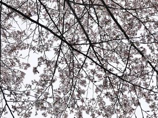 ズーラシアに咲く桜⑤