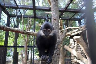 最近のニンニン達