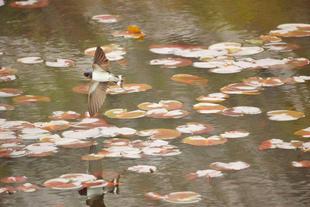 バードウォッチング初心者、すっかりハマる【最終回】