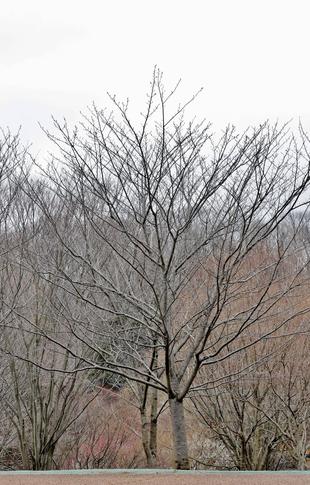 ズーラシアに咲く桜②