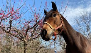 キレイに咲いたよ梅の花♪