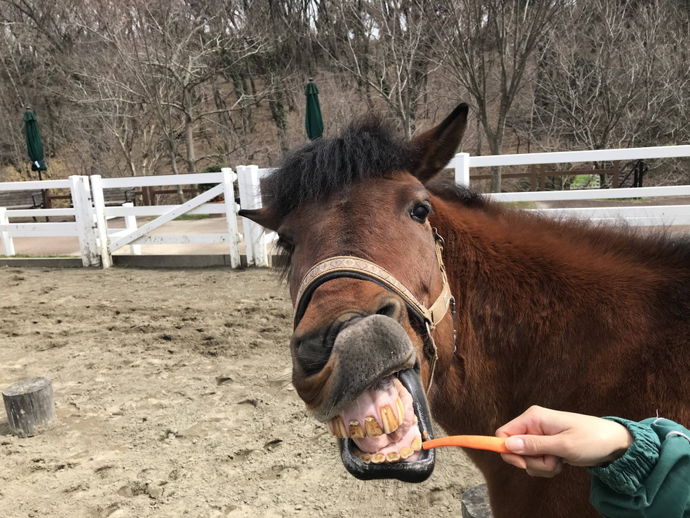 ニンジンがもらえない?の写真