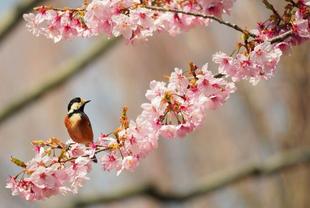 バードウォッチング初心者、すっかりハマる【その１２】