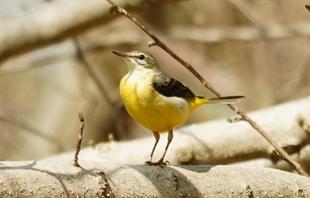 バードウォッチング初心者、すっかりハマる【その9】