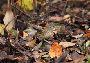 バードウォッチング初心者、すっかりハマる【その11】