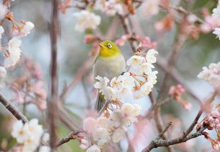 バードウォッチング初心者、すっかりハマる【その6】