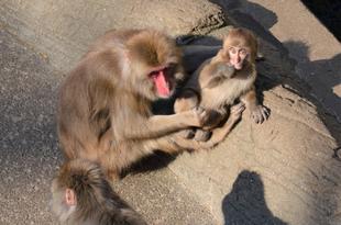 ニホンザルの子どもたち成長中