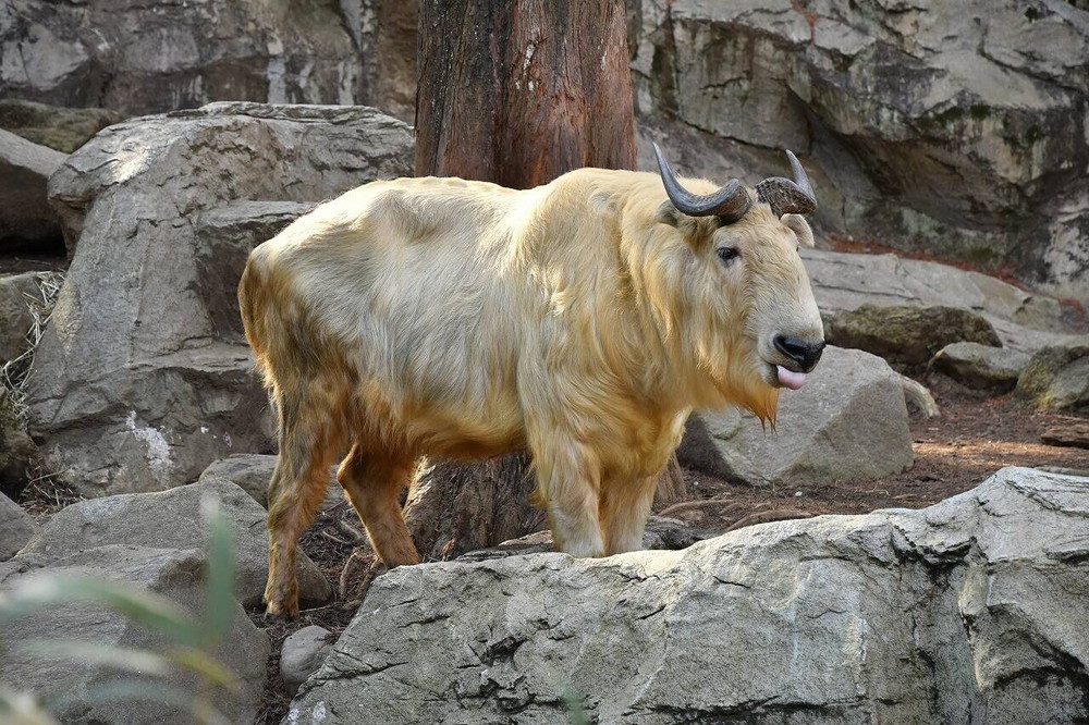 おとなの仲間入り 飼育日誌 よこはま動物園ズーラシア公式サイト 公益財団法人 横浜市緑の協会