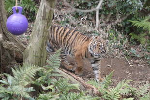 子トラの成長記録・・・その㊼