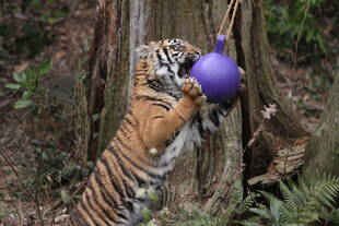 子トラの成長記録・・・その㊽