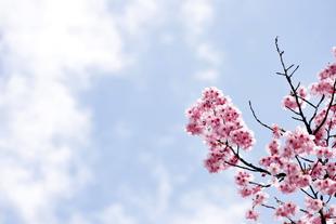 ズーラシアに咲く桜③