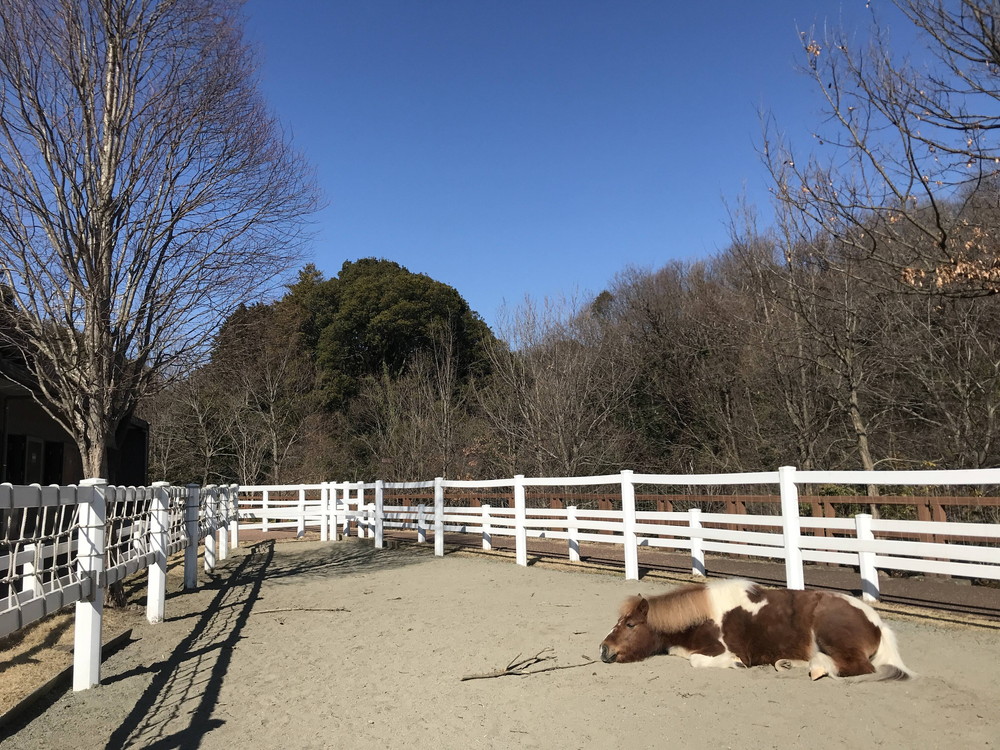 ゆうすけのごろごろタイムの写真