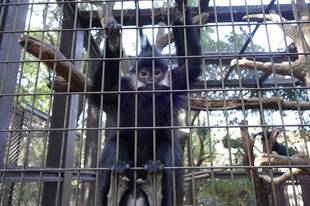 最近のタンタン達