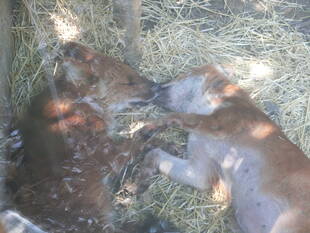 ドール＆モウコノロバ☆*+。