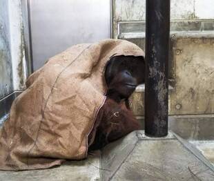 寝起きのロビン