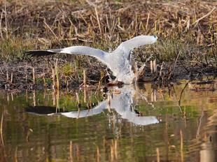 バードウォッチング初心者、すっかりハマる【その7】