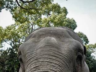 今日のちょんまげ。