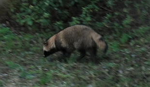 バードウォッチング初心者、すっかりハマる【その8】