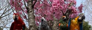 さくらとインコ