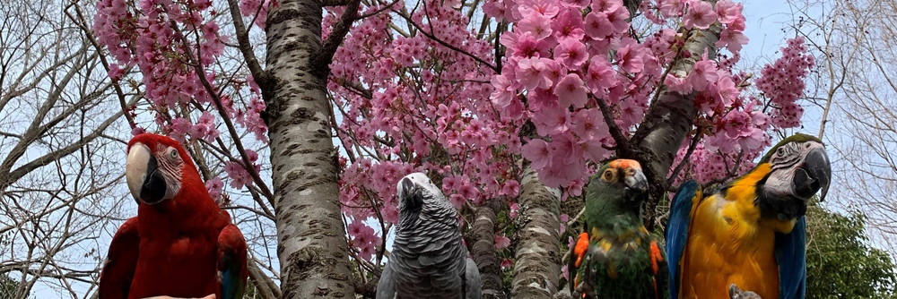 さくらとインコの写真