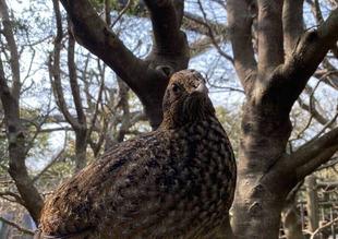 ベニジュケイ成長記録【最終回】