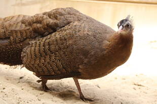 体重は？？(準備編)