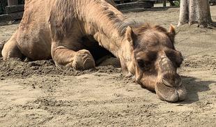 今はラクダのように。