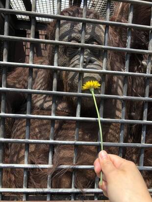 ナナとたんぽぽ