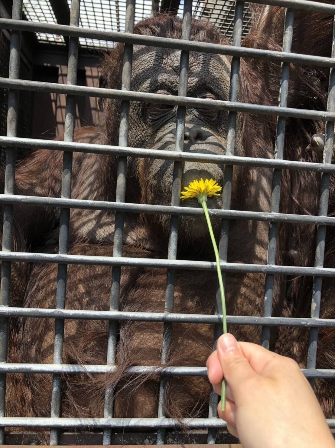 ナナとたんぽぽの写真