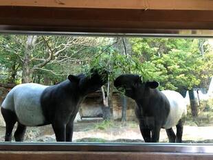 世界バクの日！