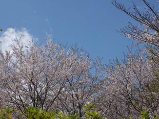 ズーラシアに咲く桜⑦