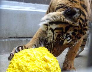 ラウトの状況-⑧