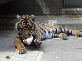 子トラの成長記録・・・その57